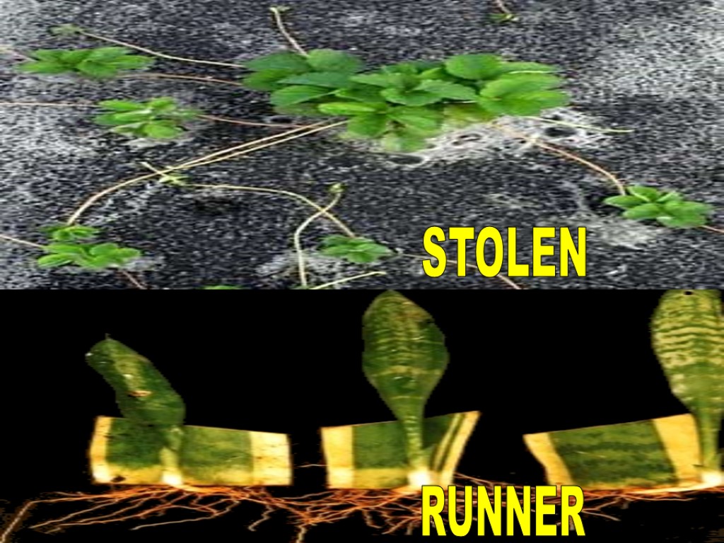 RUNNER STOLEN